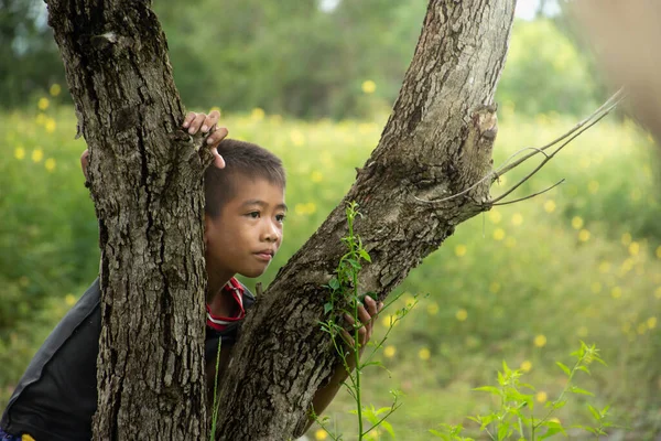 Boy climbing a tree and peeking feeling wonder, Asian young boy with tree,child hugging tree,concept education and environment, love world and natural, natural and sky sunset background,relax.