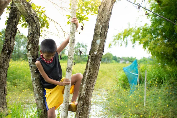 Boy climbing a tree feeling excited and challenge, Asian young boy with tree,child hugging tree,concept education and environment, love world and natural, natural and sky sunset background,relax.
