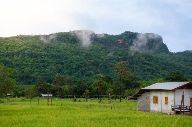 Çiftlik evi ve dağların altında yeşil pirinç tarlaları mavi gökyüzü ve kırsal alanda sis, çiftçi yaşam tarzı ve Tayland 'ın güzel ve harika manzarası.