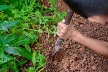 Elle tutulan kürek toprağı kazar ve sebze ve otları ekmeye hazırlanır. Toprak toprağa ve yeşil bitkilerin arka planına dış bahçe kavramı ve sürdürülebilirlik kavramına.