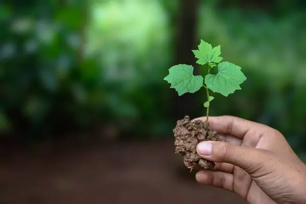 Bulanık yeşil arka plan konsepti olan sürdürülebilirlik ve çevre üzerindeki toprakta genç yeşil bitkiyi tutan kız, doğal ve yumuşak güneş ışığı arka planında toprakta filizlenen kız..