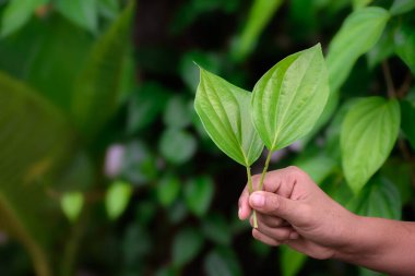 Ormanda el ele tutuşan betel yaprağı ve yeşil bitkiler, arka planda bulanık yeşil yapraklı, sağlıklı sebze ve şifalı bitkiler kavramının arka planını bulanıklaştırdı..