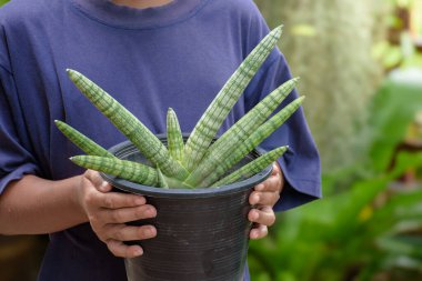 İki el Sansevieria silindirli bojer bitkisini yeşil bitkideki mavi gömlekli ve yumuşak güneş ışığıyla açık hava bahçe konseptinde bulanık arka plan çevre ve yeniden ağaçlandırma.