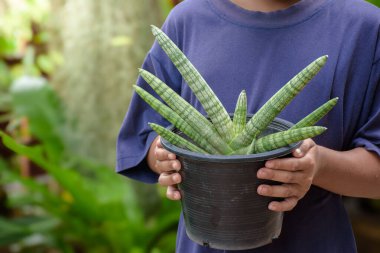 Yeşil bitkide el ele tutuşan sansevieria silindirli bojer bitkisi ya da dracaena angolensis bitkisi ve açık hava bahçe çevre ve yeniden ağaçlandırma kavramında yumuşak güneş ışığı bulanık arka plan.