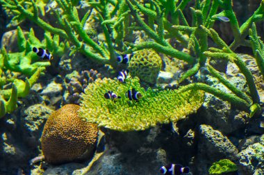 Kara Nemo balığı ya da siyah palyaço balığı ve yeşil anemon ve diğerleri deniz ve akvaryum dünyası kavramı için taştan su altı arka planında..