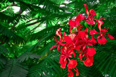 Yakın plan Gulmohar ağacı veya Delonix regia kırmızı çiçekler ve koyu yeşil yapraklar..