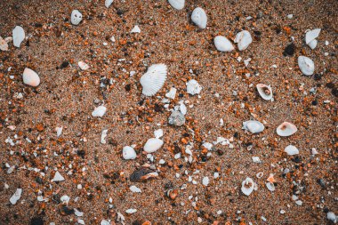 Deniz kabuklarının güzel yüzeyi ve kumsaldaki kum, koyu turuncu arka plandaki çöp gibi deniz çevresi sorunlarını gösteriyor..