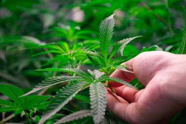 Kenevir bitkisinin dokusunu gösteren sera içi kenevir bitkisinin bir dalını koparmak veya ona dokunmak ve şifalı bitkiler için güzel yeşil yapraklar ve THC kavramına sahip bitki tıbbi ve CBD.