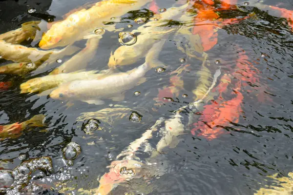 Fancy carp or Mirror carp called koi fish they are beautiful in the water in the pond in the Japanese style garden for garden decoration and design ideas.