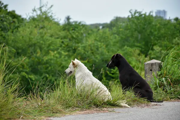 Evcil hayvan ve aktivite konsepti için yol kenarında birlikte oturan beyaz ve siyah köpeklerin arka manzarası.