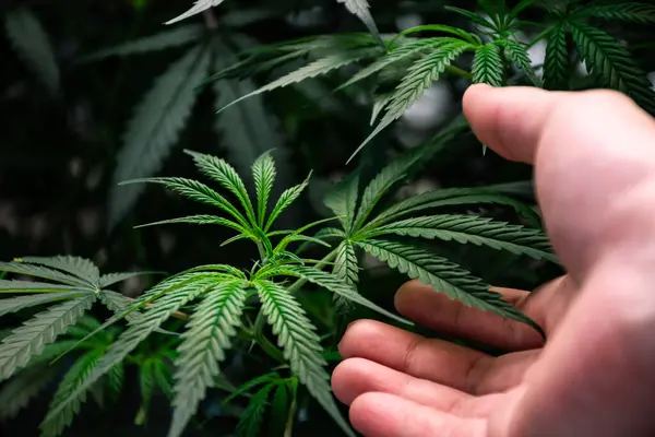 Tıbbi şifalı bitkiler ve THC ile CBD konsepti için kapalı bir serada yetişen kenevir bitkileri ve yapraklara yakından dokunmak. Marihuana bitkilerinin güzel dokusu ve kapıdaki konsept için el kenevir yetiştirme..