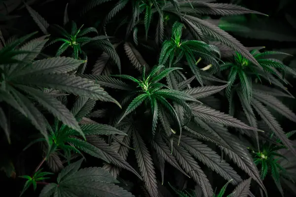 CBD, THC ve kenevir tıbbi bitkiler kavramının koyu siyah tonlu arka planında, organik bir serada yetişen güzel yaprak dokuları ve genç ot filizleri..