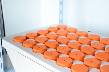 Close up of plant cloning tray with orange plastic circle or Hydroponic Cloner Aeroponic Tray for cultivation of plant seedlings or cannabis plants. clipart
