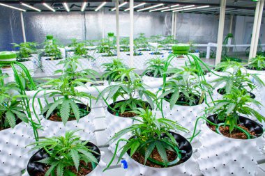 Modern marihuana yetiştirme serası, beyaz tencere ve güneş panelleri üzerinde marihuana bitkileri ve modern tarım kavramları için otomatik sulama sistemi..