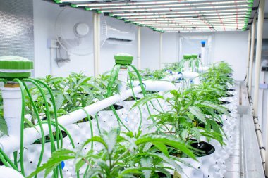 Modern bir serada güneş panelleri ve modern marihuana yetiştirme konsepti için otomatik sulama ve havalandırma sistemi olan beyaz kenevir saksıları..