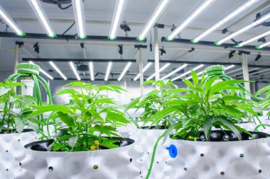 Modern bir serada, modern marihuana yetiştirme konsepti için güneş panelleri ve otomatik sulama sistemi olan beyaz kaplarda esrar bitkilerinin kapatılması.