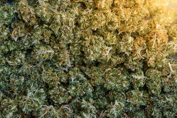 Kenevir tomurcukları veya marihuana tomurcuklarının en üst görüntüsü. Esrar dokusunu güneş ışığıyla kapat.