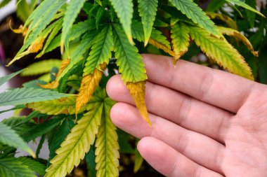 Close up of hand touches the wilting leaves and leaf bright of a cannabis plant in pot inspecting the issues marijuana problems or agricultural problems at the indoor modern green. clipart