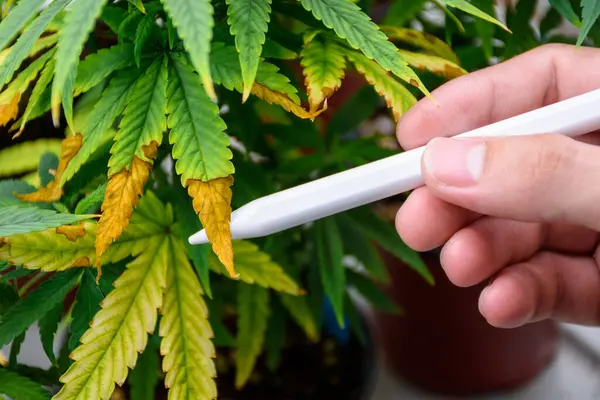 stock image Scientist's hand holding a pen points to the wilting leaves and leaf blight of a cannabis plant in pot showing issues agricultural problems and problems of cannabis at the modern greenhouse.