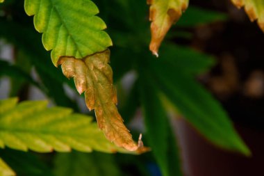 Top view of a cannabis plant with issues of leaf wilting and burning. Leaves appear dry and have brown burnt spots scattered throughout, indicating the plant's deteriorating health. clipart