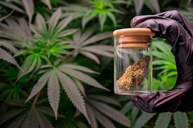 Hand scientist holding a laboratory glass jar with marijuana buds or cannabis buds against the background of Cannabis plants and blurred green leaves. Product of Cannabis buds in the glass. clipart