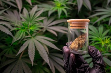 Hand of scientist holding a laboratory glass jar with marijuana buds or cannabis buds against the background of Cannabis plants and blurred green leaves. Product of Cannabis buds in the glass. clipart