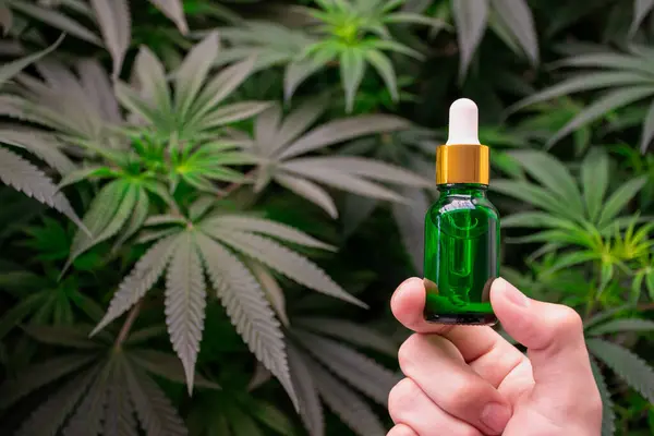 Marihuana bitkisine karşı esrar yağı ürünleri için yeşil damlaları tutan bilim adamının eli bulanık arka planda. Tedavi için CBD ve THC kenevir yağının el ele tutuşma ürünü..
