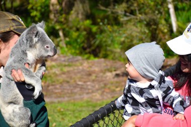 SYDNEY, AUSTRALIA - JUNE 18, 2018: Koala and tourists in Australia Zoo. Woman holds her son and is happily playing with a koala ,for the concept of people and animals. clipart