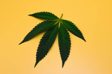 Sarı izole edilmiş arka planda yeşil taze kenevir izinleri. Turuncu arka planda yeşil marihuana Yaprağı, Stüdyo Çekimi.