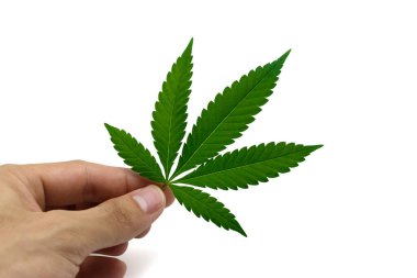 Beyaz izole edilmiş arka planda yeşil taze kenevir yaprakları tutuyor. Marihuana yaprağı ve güzel doku, Stüdyo Çekimi, Yakın çekim.