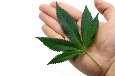 Bilim adamı El 'in üzerindeki yeşil taze kenevir yaprakları beyaz izole edilmiş arka plana karşı. Marihuana yaprağı ve güzel doku, Stüdyo Çekimi, Yakın çekim.
