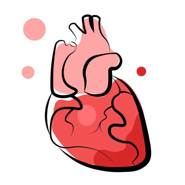 Anatomik Kalp - Düz Grafik. Vektör illüstrasyonu