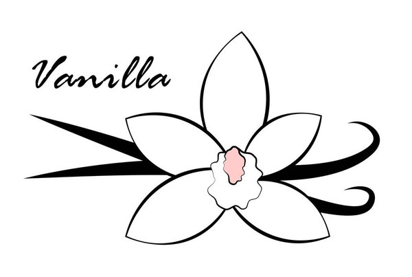 Ваниль на белом фоне. Векторная иллюстрация