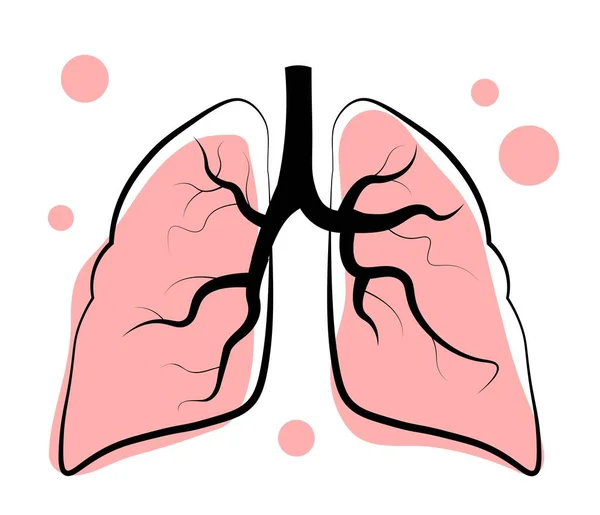 stock vector Lungs on white background. Anatomy. Vector illustration