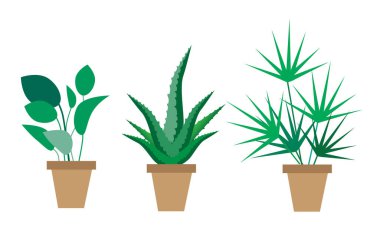 Beyaz arka planda kapalı alanda bitkiler olan saksılar. Ficus, aloe ve avuç içi. Vektör illüstrasyonu
