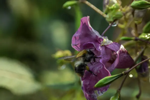 Пчела Входит Розовый Цветок Зеленый Фон Макро Фото Крупным Планом — стоковое фото