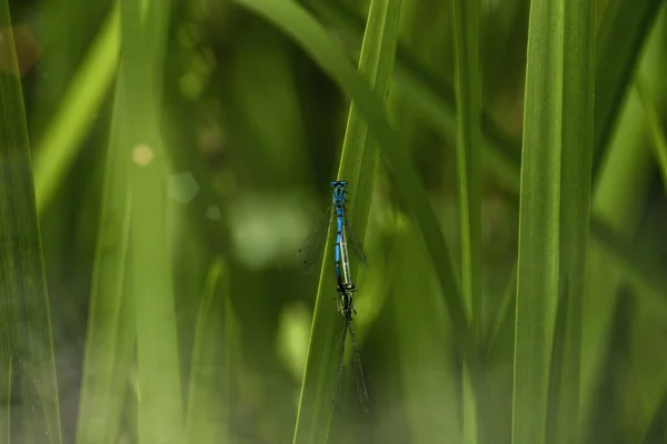 Zwei Libellen Auf Einem Grasblatt Ein Teich Der Leicht Dampft — Stockfoto