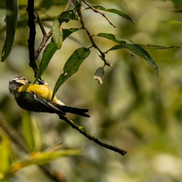 Close-up, Eurasian blue tit bird hanging upside down on a branch. A very active bird hangs on a branch. Beautiful yellow color of the belly. The bird hangs on a branch, paws up.