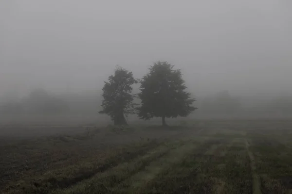 Árvores Campo Contra Céu Durante Uma Manhã Nebulosa Outonooutono Nevoeiro — Fotografia de Stock