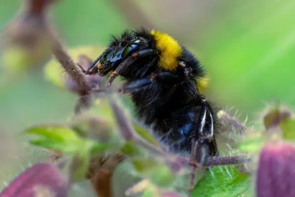 Eşek Arısına Yakın Çekim Yaban Arısı Böcek Bir Çiçeğin Üzerinde — Stok fotoğraf