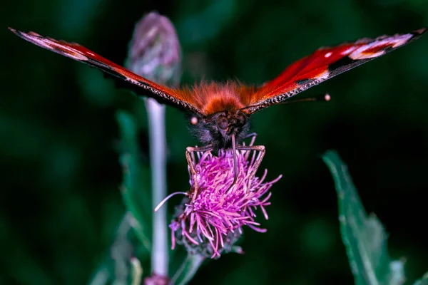 Macto Κοντινό Πλάνο Μιας Μορίλας Από Μπροστά Φτερά Ανοίγουν Πεταλούδα — Φωτογραφία Αρχείου