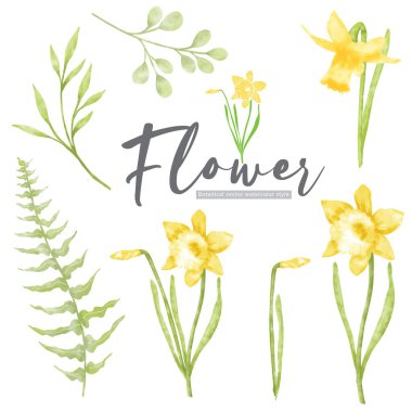 Botanik nergis çiçeği suluboya tarzı elementler