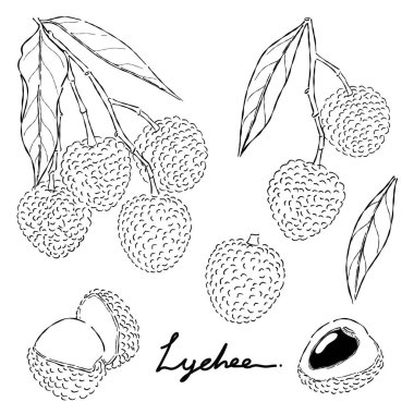Lychee meyve eli karalama çizim çizim çizim vektörü kümesi
