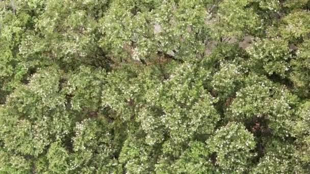 Dançando Árvores Com Flores Brancas Vento Uma Vista Aérea Capta — Vídeo de Stock
