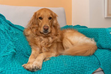 Golden Retriever köpeği gri bir kanepede uzanır, mavi bir battaniyeyle süslenir, kameraya dikkatle bakar. Enfes sahne, sıcak sarı duvarların ardında sergileniyor.