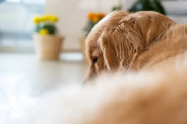 Golden Retriever Home Comfort. Scene captured from behind in a moment of self-care as the dog licks his paws while lounging on the floor. The backdrop features warm-colored flowers