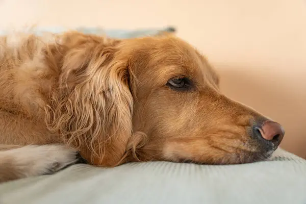 Peach 'te dinlenen Golden Retriever. Golden retriever olarak yakalanan huzurlu bir an başı rahat bir yatakta uzanıyor, şeftali arka planına karşı düşünceli bir ifade sergiliyor.