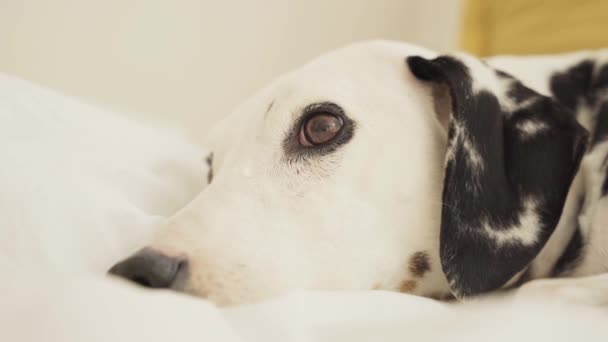 Ονειροπόλος Δαλματίας Head Rests Eyes Roam Σκύλος Ξαπλωμένος Στο Κρεβάτι — Αρχείο Βίντεο