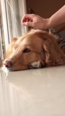 Sahipleri Golden Retriever 'ı okşuyor. Köpeğin ifadesi rahatlama ve sükunet yayar. Bu an, evdeki sevgi dolu sevginin özünü yakalar.