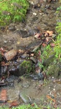 Küçük bir dereden gelen su, ormanda ağır çekimde akar. Küçük nehir taşları içerir ve bir dere ve yosunlarla çevrilidir.